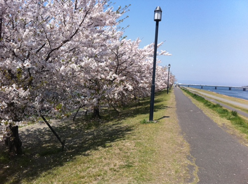 hanami2011.jpg