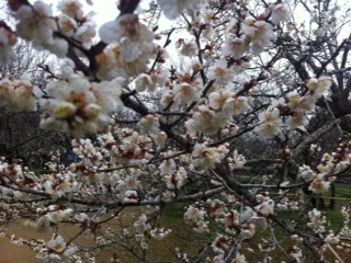 ume1.JPG